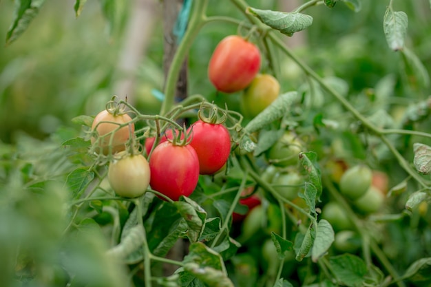 Reife Bio-Tomaten im Garten erntereif