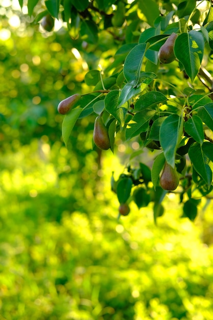 Reife Birne wächst auf einem Baum im Garten mit grünen Blättern auf einem gelbgrünen, unscharfen Hintergrund