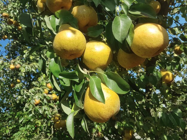 Reife Birnen auf einem Ast im Garten.