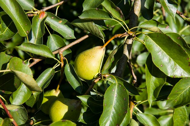 Reife Birnenfrucht an einem Baum im Garten. Herbstbirnenernte an einem sonnigen Tag