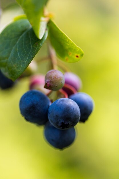 Reife Blaubeeren auf der Südlichen Blaubeerfarm.