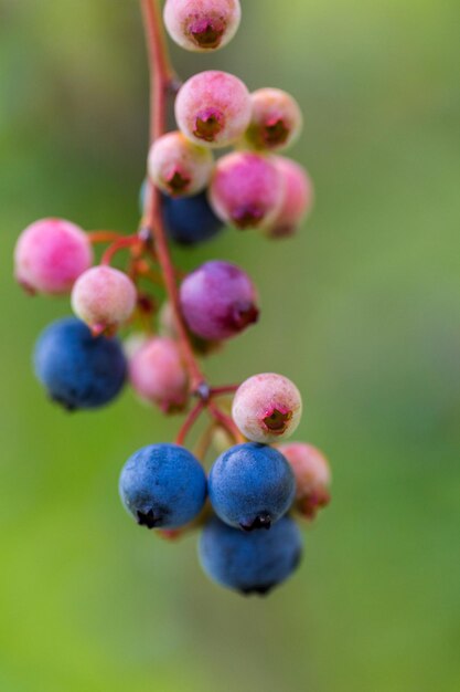 Foto reife blaubeeren auf der südlichen blaubeerfarm.