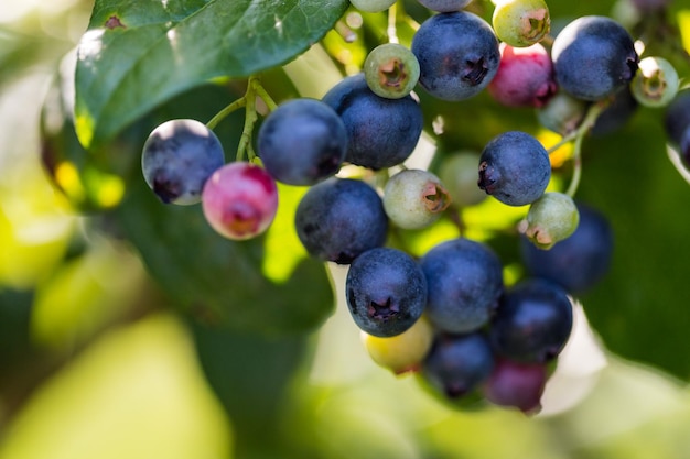 Reife Blaubeeren auf der Südlichen Blaubeerfarm.