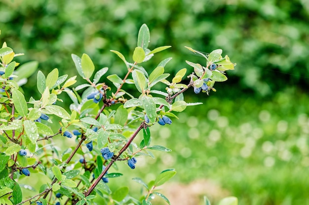 Reife blaue Geißblattbeeren wachsen auf dem grünen Zweig, Blätter mit Wassertropfen nach Regen