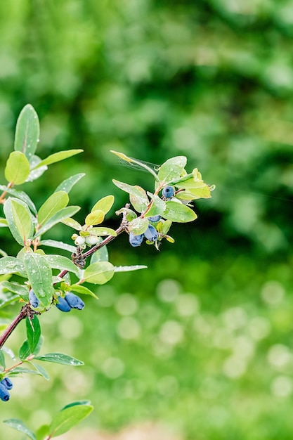 Reife blaue Geißblattbeeren wachsen auf dem grünen Zweigkopierraum