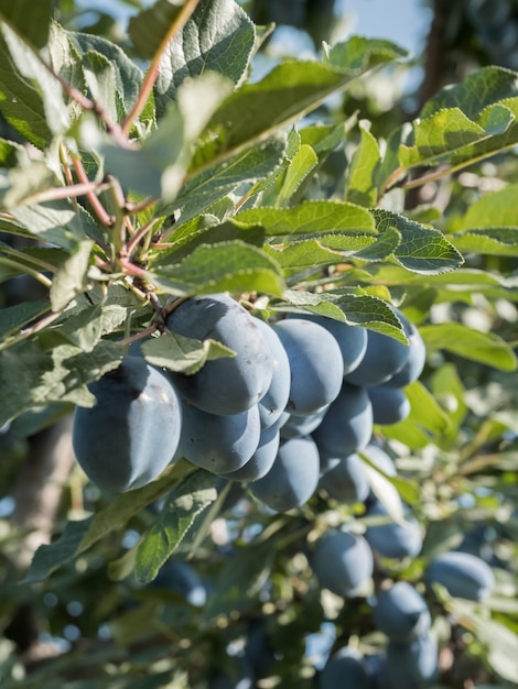 Reife blaue Pflaumen auf einem Ast im Garten. Herbsternte.