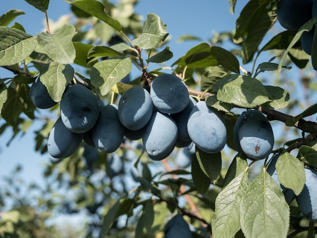 Reife blaue Pflaumen auf einem Ast im Garten. Herbsternte.