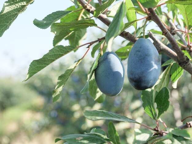 Reife blaue Pflaumen auf einem Ast im Garten. Herbsternte.