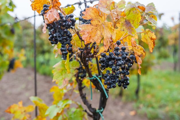 Reife blaue Trauben auf einem Zweig mit Tautropfen, Herbstweinberg