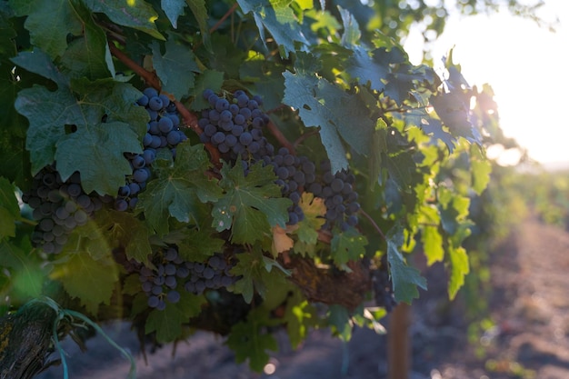 Reife blaue Trauben wachsen im Weinberg bei Sonnenuntergang Zeit selektiver Fokus Weinberg Trauben bei Sonnenuntergang in