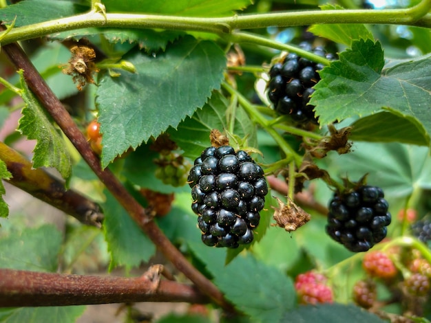 Reife Brombeeren