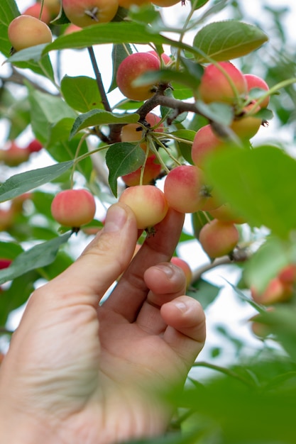 Reife dekorative Äpfel auf einem Ast im Garten. Die Hand eines Mannes pflückt einen Apfel von einem Baum