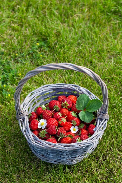 Reife Erdbeeren im Korb