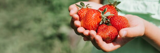 Reife Erdbeeren in den Händen eines Kindermädchens auf Bio-Erdbeerfarm, Leute, die Erdbeeren in der Sommersaison pflücken, ernten Beeren.