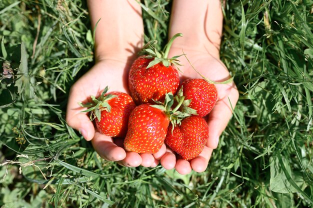 Reife Erdbeeren in den Händen eines Kindes auf Gras