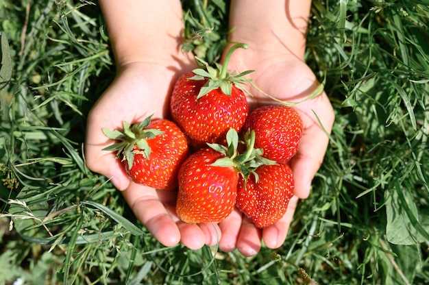 Reife Erdbeeren in den Händen eines Kindes auf Gras