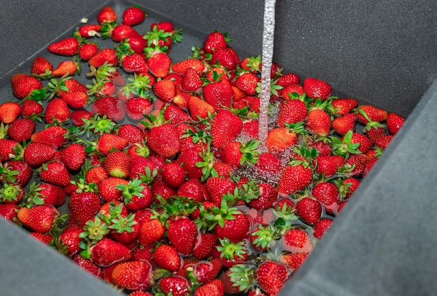 Reife Erdbeeren in der heimischen Küche in der Spüle waschen