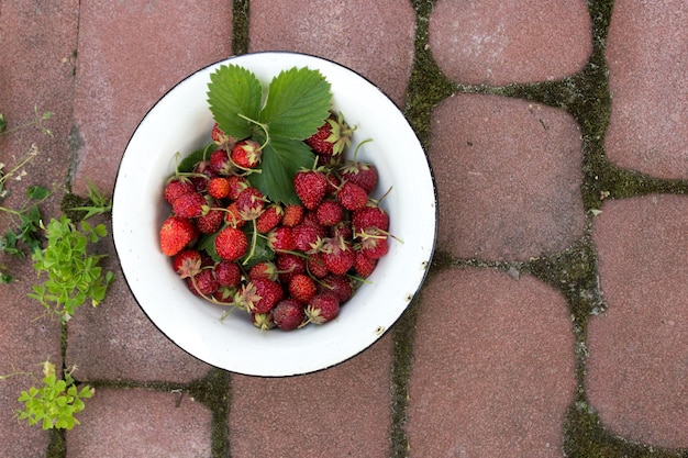 Reife Erdbeeren in einer Besenschale beim Erdbeerernten Sommerkonzept