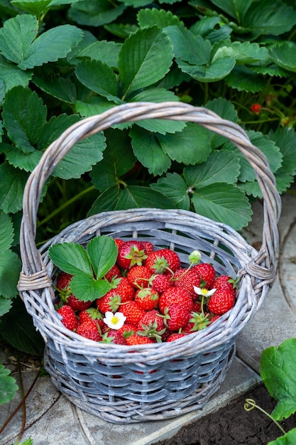 Foto reife erdbeeren