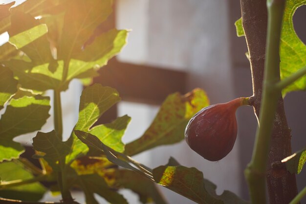 Reife Feigenfrüchte auf dem Baum