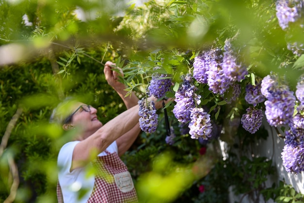 Reife Frau, die im Garten ihres Hauses arbeitet und Glyzinienblätter im Vordergrund berührt