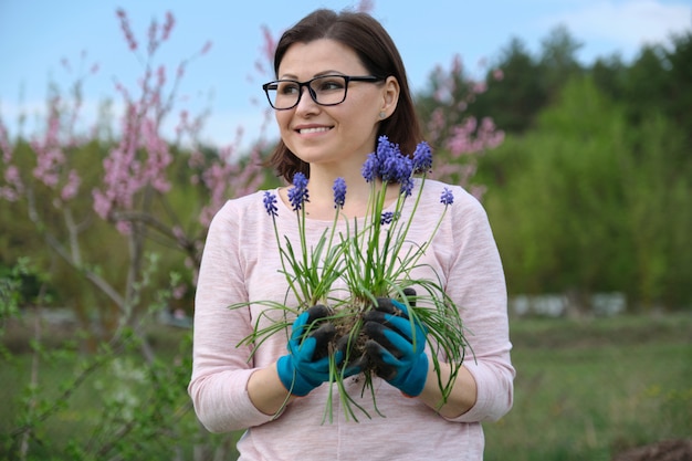 Reife Frau im Frühlingsgarten mit Handschuhen pflanzen blaue Blumen Maushyazinthe