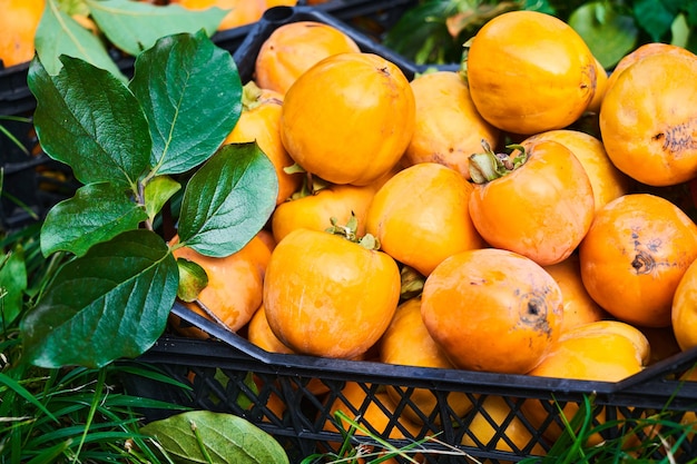 Reife frisch gepflückte orangefarbene Kaki mit grünen Blättern im Korb. Erntezeit im Herbst