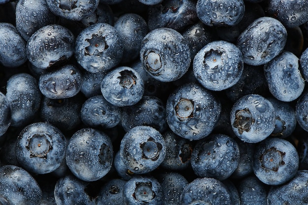 Reife frische Heidelbeere mit Tautropfen Süße Heidelbeere Juicy Berry Hintergrund mit Kopierbereich Detailansicht Veganes und vegetarisches Konzept Frische organische Beerenernte