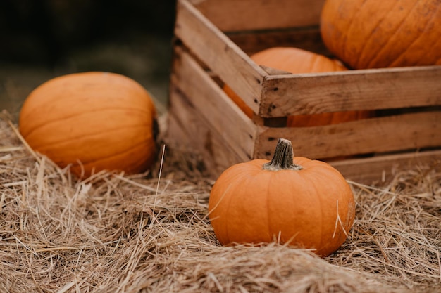 Reife frische Herbstkürbisse auf einer Farm für Halloween-Schnitzereien Saisonale Herbsternte für Kürbiskuchen oder gruselige Jack-o-Laterne Lustige Halloween-Traditionen