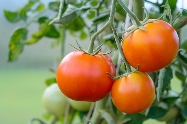 Reife frische Tomaten wachsen in der Rebe
