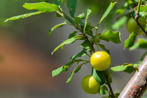 Foto reife früchte der kirschpflaume an einem zweig