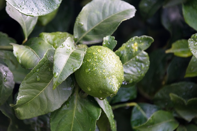 Reife Früchte Zitronenbaum Nahaufnahme. Frische grüne Zitronenlimette mit Wassertropfen, die auf Ast in Bio-Garten hängen