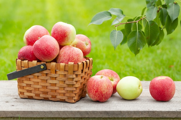 Reife Gartenapfelfrüchte im Korb