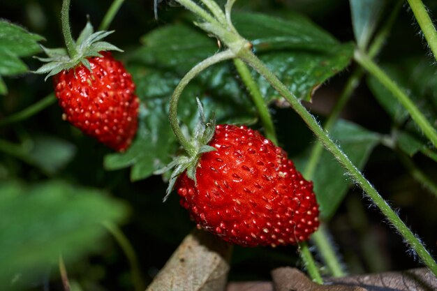 Reife Gartenerdbeeren im Garten eines Landhauses.