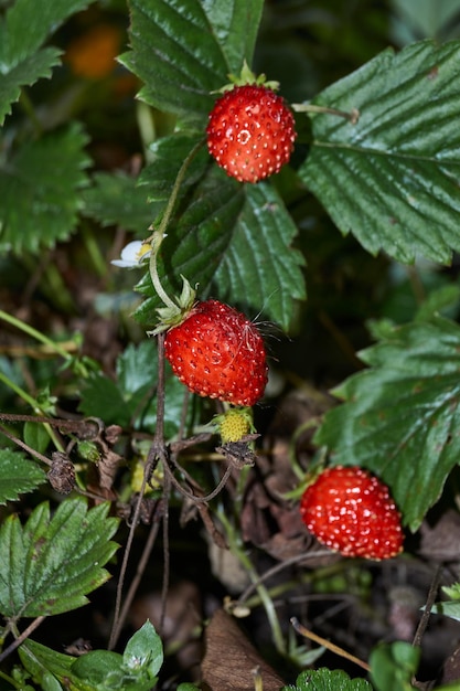 Foto reife gartenerdbeeren im garten eines landhauses.