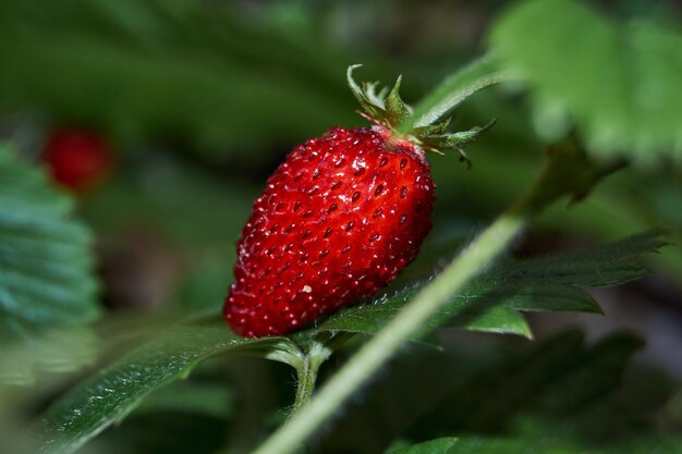 Reife Gartenerdbeeren im Garten eines Landhauses.