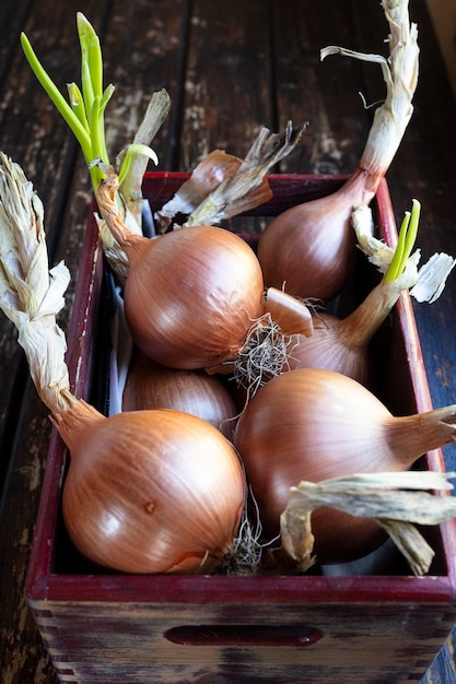 Reife Gartenzwiebeln mit ihren grünen Stielen