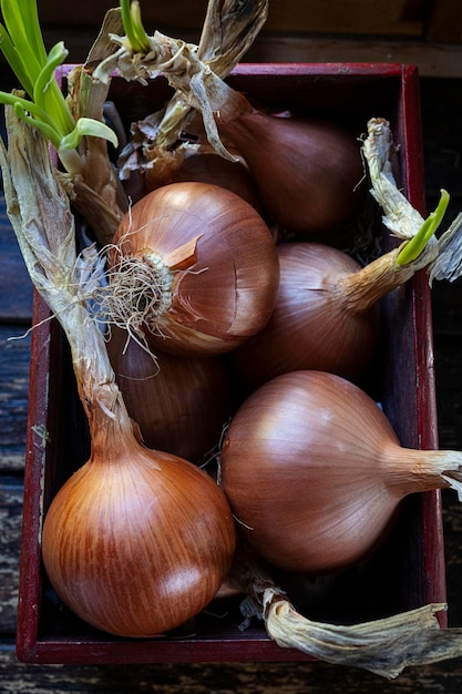 Reife Gartenzwiebeln mit ihren grünen Stielen