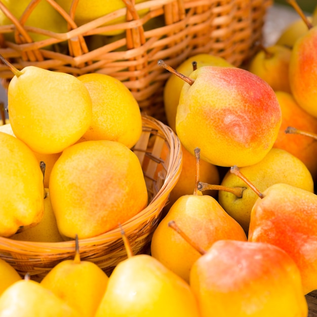 Reife gelbe Birnen im Herbst im Freien. Konzept für gesunde Ernährung