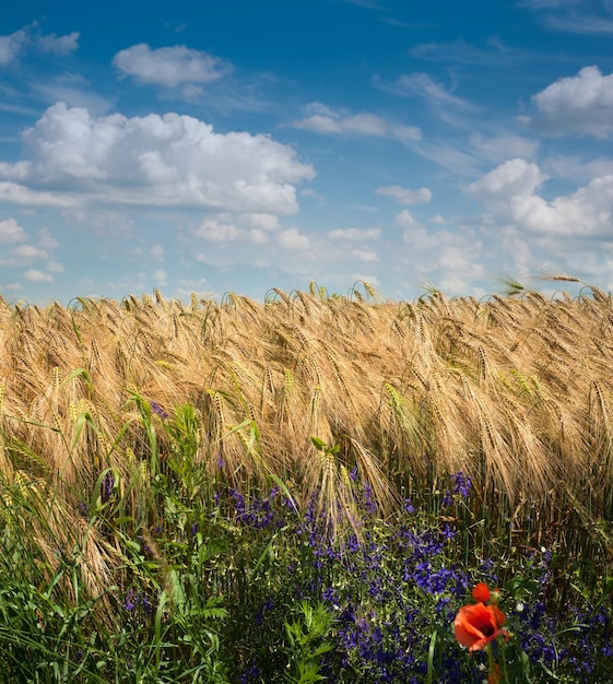 Reife gelbe Ähre des Wildmohns Rittersporn am Rande eines Feldes und ein wunderschöner Himmel mit Wolken