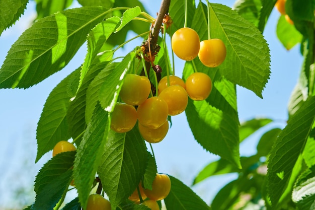 Reife gelbe Kirschen am Baum