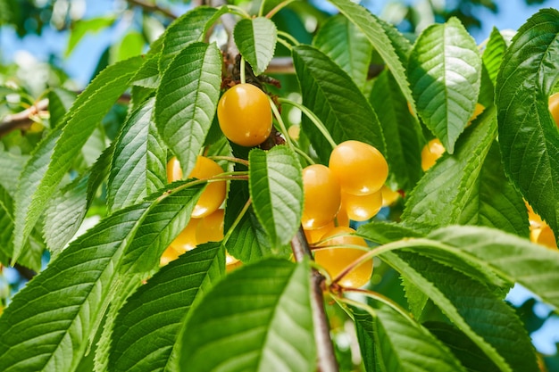 Reife gelbe Kirschen am Baum