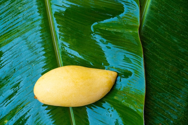 Reife gelbe Mangofrucht auf einem feuchten Bananenblatt