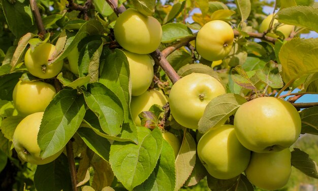 Reife gelbe Äpfel auf einer Zweignahaufnahme