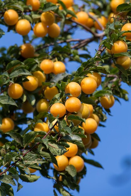 Reife gelbe Pflaumen auf dem Baum Obstbaum Saisonale Ernte Ukraine