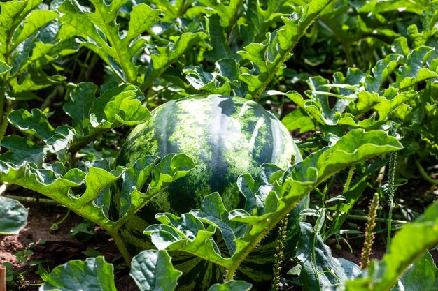 Reife gestreifte Wassermelone auf einem Bett aus grünen Blättern an einem sonnigen Sommertag