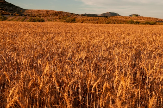 Reife Getreidefelder warten auf die Ernte