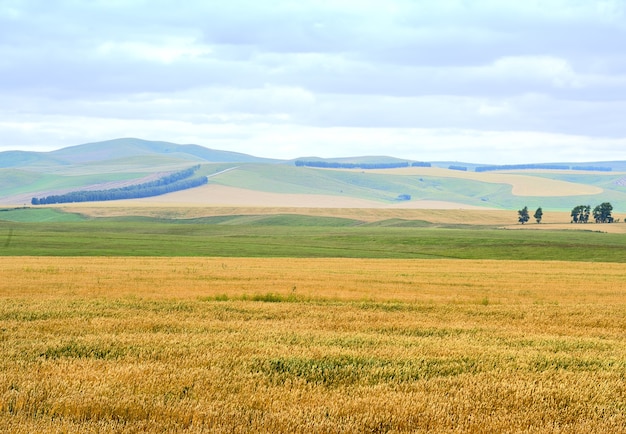 Reife Getreidekulturen in der Steppe in den Ausläufern des Altai unter blau bewölktem Himmel. Sibirien, Russland