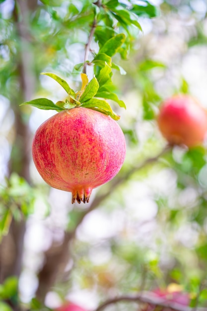 Reife Granatapfelfrucht am Ast