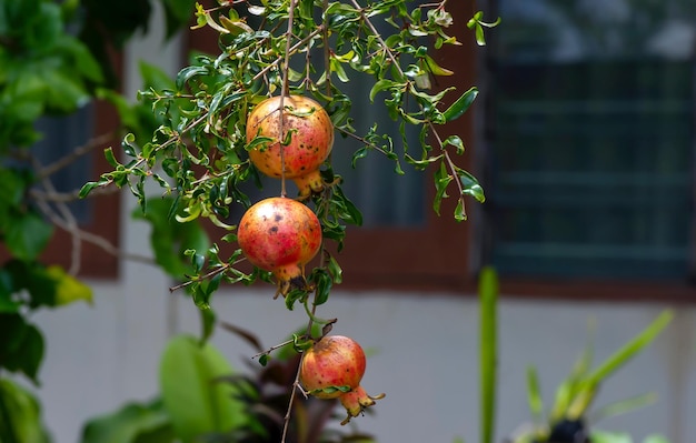 Reife Granatapfelfrüchte an seinem Ast